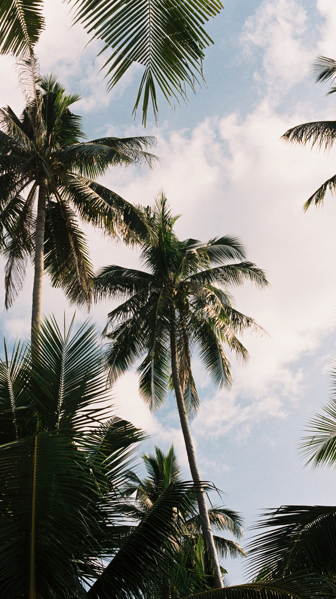 Palm trees against a bright sky